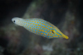  Longnose filefish Oxymonacanthus longirostris Northern Sulawesi Indonesia  